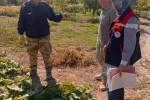 Turşuluk salatalık üretim alanlarında tarım ilacı kontrolleri sürüyor