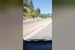 Ümraniye’de cadde ortasında başıboş inek görüntülendi 