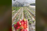 Üzümsü meyve bahçelerinde teknik kontrol yapıldı