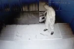 Valizli ayakkabı hırsızı imamların takibinden kaçamadı