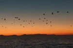 Van Gölü sahillerinde kuşların akşam göçü 
