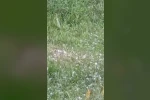 Van’da ceviz büyüklüğünde dolu yağışı 