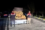 Van’da kaçak avlanan 800 kilo balık ele geçirildi 