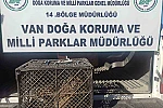 Van’da kafes avcılığı yapan şahsa 53 bin lira cezai işlem uygulanacak
