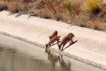 Yaban keçileri sulama kanalında su içerken görüntülendi