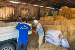 Yangın mağduru üreticiye büyükşehirden yem desteği 
