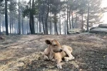 Yangınların sessiz tanıklarından yürek burkan görüntüler