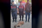 Yaralı dağ keçisini jandarma kurtardı