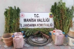 Yasa dışı kenevir eken şahıs tutuklandı 