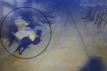 Yaşlı çifti öldürdükten sonra atla kaçan sanığa iki kere ağırlaştırılmış müebbet