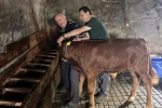 Yaylatepe’de buzağıların küpeleme işlemleri tamamlandı 