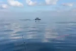 Yeniköy açıklarında yunuslar balıkçılara şov yaptı 