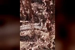 Yılanların dansı böyle görüntülendi 