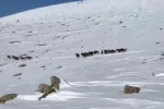 Yılkı atları karla kaplı doğada dans etti, o anlar cep telefonu kamerasına yansıdı