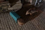 Yiyecek arayan ayı ve yavruları görüntülendi 