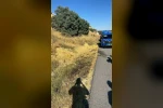Yol kenarına atılan sigara izmariti yangına neden oldu