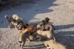 Yolda yalnız değiller: Bayburtlu şoför anne ve yavru köpekleri koca tencere yemekle besledi