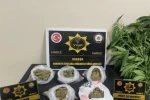 Yozgat’ta 257 gram esrar ve 13 kök Hint keneviri ele geçirildi 