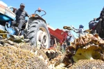 Yozgat’ta sezonun ilk çerezlik ayçiçeği hasadı başladı