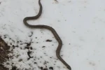 Yüksekova’da su arızası giderilirken 1 metrelik yılan çıktı 