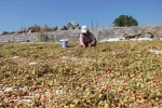 Yuntdağı fıstığı için hasat şenliği düzenlenecek 
