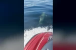 Yunuslar jet ski’nin peşine takıldı: Marmara’da renkli anlar 