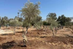 Zeytin ağaçları bilimsel yöntemlerle yeni yerlerine taşındı 