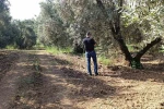 Zeytin sineğine karşı entegre mücadele çalışmaları hız kesmeden devam ediyor 