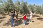 Zeytin sineğine karşı Manisa’da bahçeler tek tek kontrol ediliyor