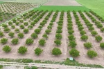 Zirai don ve iklim şartları kayısıda verim beklentisini düşürdü 