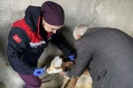 Zoonoz hastalıklarına karşı aşılama çalışmaları sürüyor 
