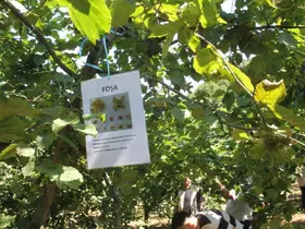 10 yıllık araştırmanın sonuçları açıklandı: Fındıkta doğru çeşit ve rakım belirlendi
