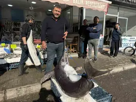 138 kiloluk kılıç balığı ilgi odağı oldu
