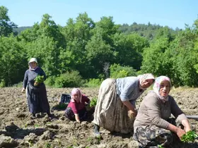 162 yıldır aynı "Ata Tohumu" ile ekiyorlar
