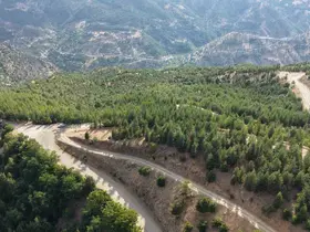 20 yıl önce serpilen sedir tohumları genç ormana dönüştü
