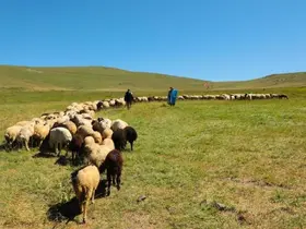 2025 yılı buzağı, malak, kuzu ve oğlak destekleme başvuruları başladı
