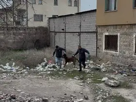 3 yaşındaki çocuğuna köpek saldıran baba: "Köpeğin çocuğumuzu bırakması için çok uğraştık"
