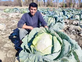 30 yıldır lahana üreten baba ve oğul, bölgeye organik ürün sunuyor
