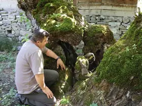 300 yıllık dut ağacında dikkat çeken detay

