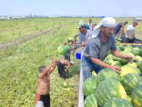 40 derece sıcakta karpuz işçilerinin ekmek mücadelesi
