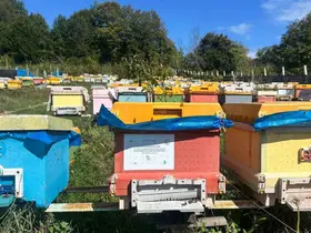40 kovanla başlayan yolculuk profesyonel arıcılığa dönüştü
