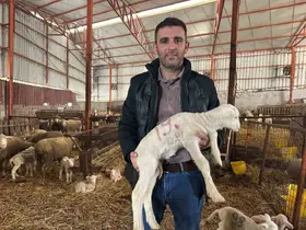 57 yıllık tecrübeden koyunculuğa başlayacaklara önemli öneriler
