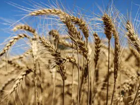 60 dönüm araziyle üretime başladı, şimdi ise 500 dönüme çıktı
