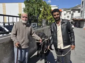 70 kiloluk dev keçi 36 bin liraya satıldı
