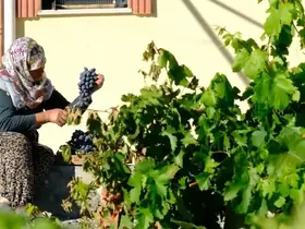 75 yıllık ömür, nasırlı eller ve Cimin üzümü

