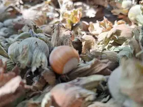 8 ayda 14 bin 810 ton ihraç edildi
