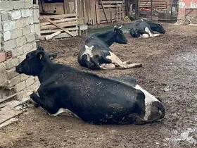 "8 buzağımızı şapa verdik"
