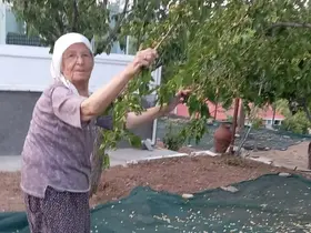 85 yaşındaki çift, geleneksel yöntemlerle dut pekmezi üretimini sürdürüyor
