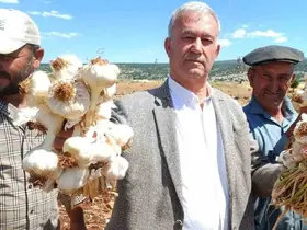 AB tescilli Araban sarımsağının hasadı başladı
