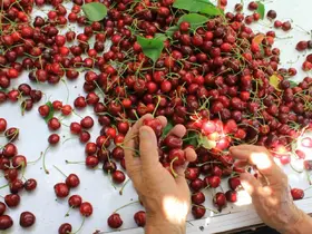 ABD ve Avrupa kirazda bu aromayı özellikle istiyor
